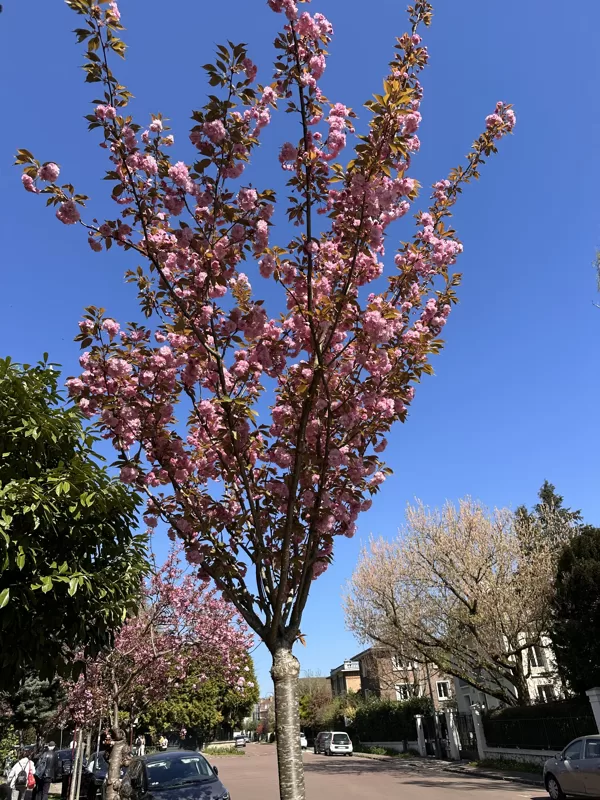 Hanami - celebrez la floraison des cerisiers. Sceaux