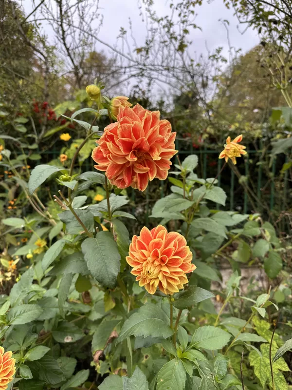 Giverny 15102024