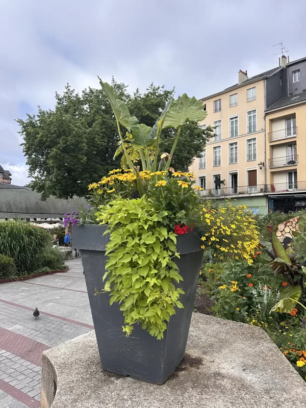 Rouen - flowers 06-2025