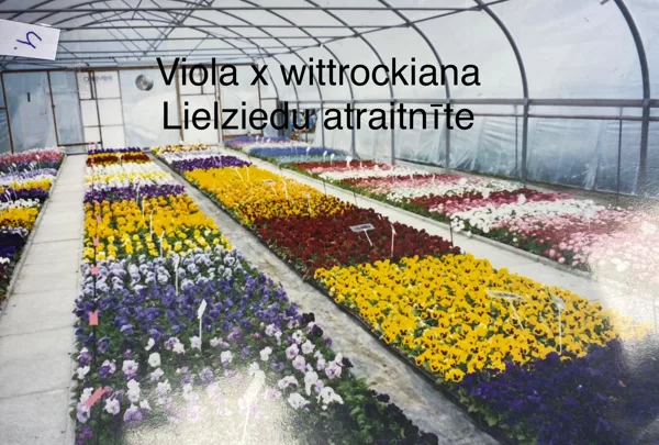 BDV