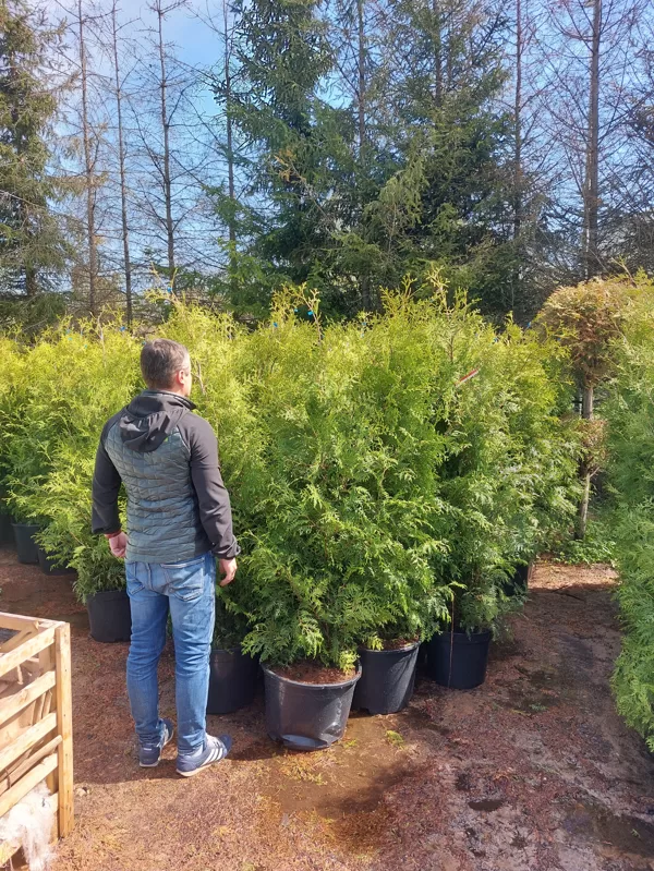 Sorting - Thuja Occidentialis