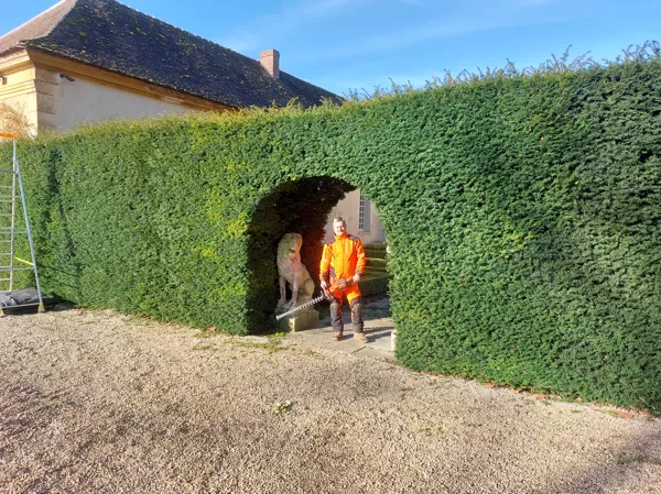 Cutting the line - yew in progress