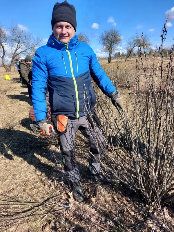 Cutting fruit bushes