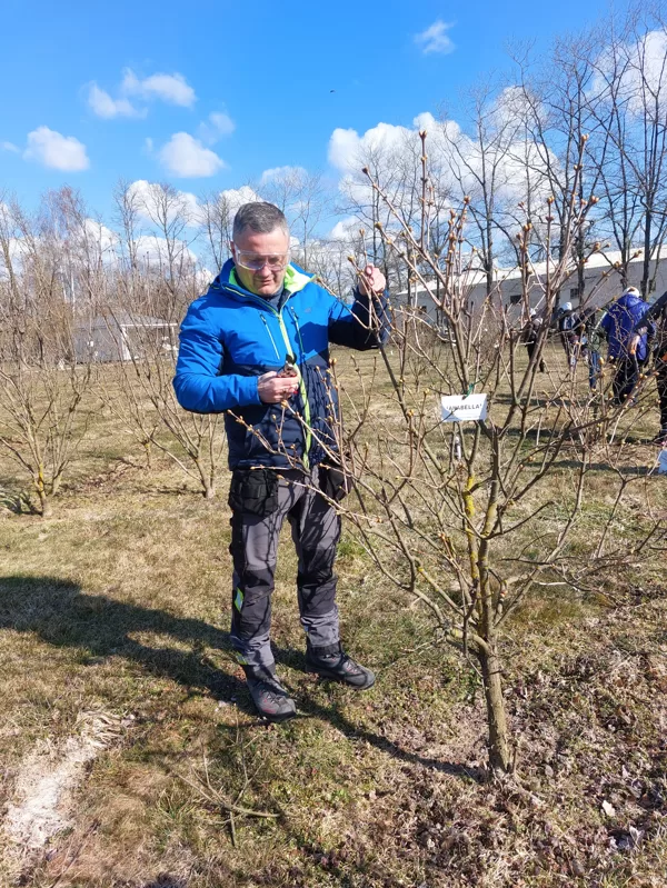 Pruning syringa
