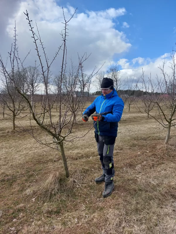 Plum tree - professional spring pruning