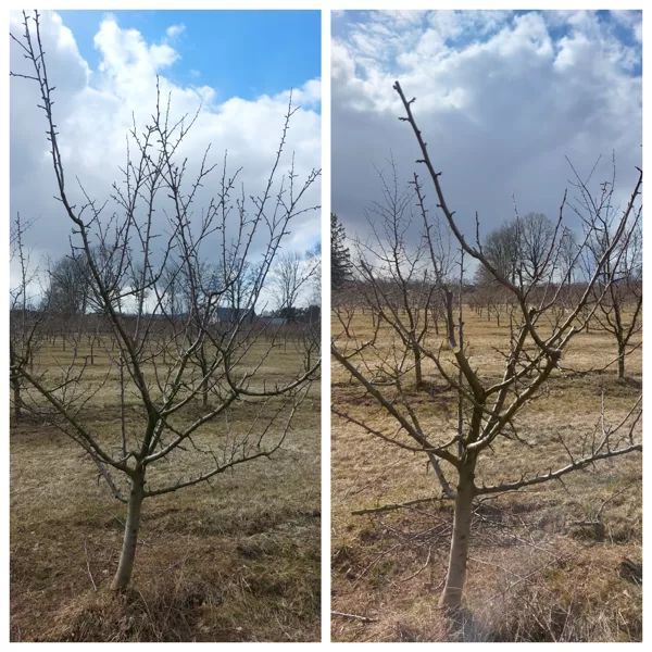 Topiary Aivars Zvidris