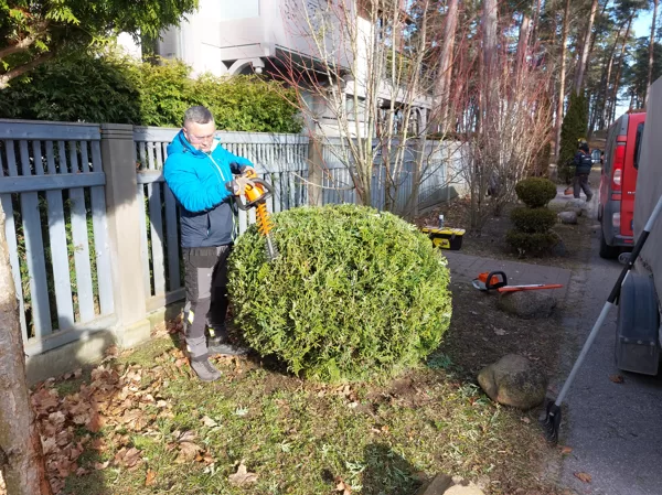 Making great again! Topiary in process!