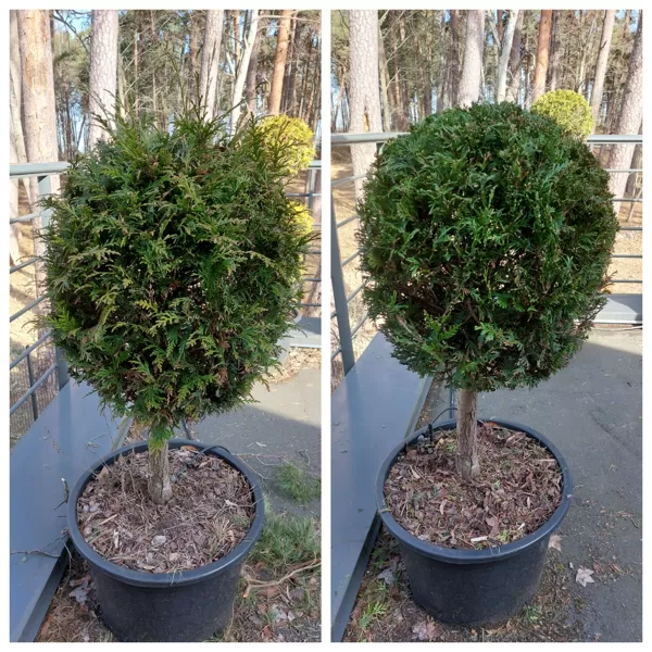 Topiary Aivars Zvidris