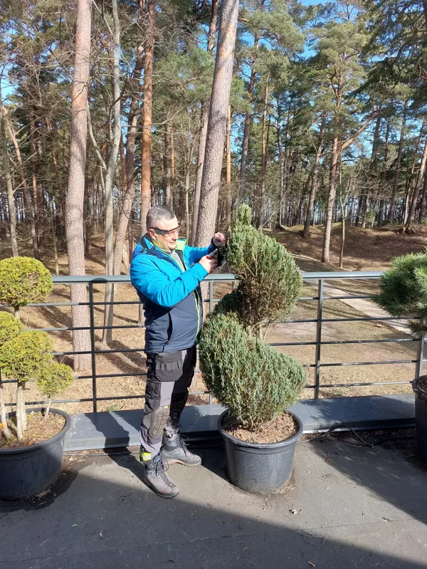 Topiary works on conifers