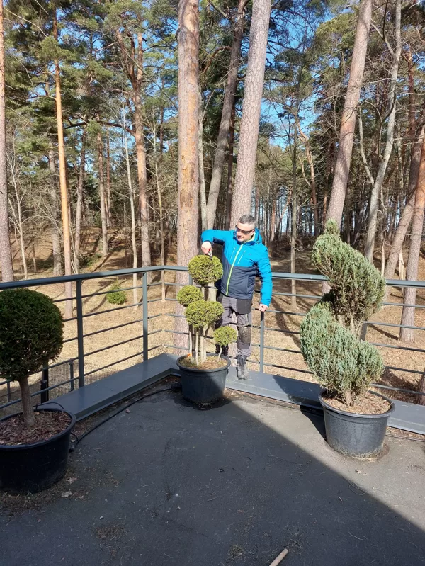 Topiary