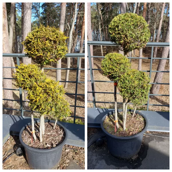 Topiary Aivars Zvidris