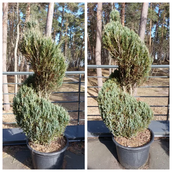 Topiary works