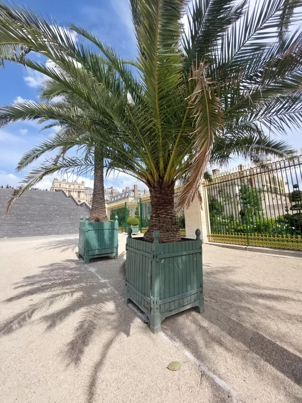Versaille tree boxes
