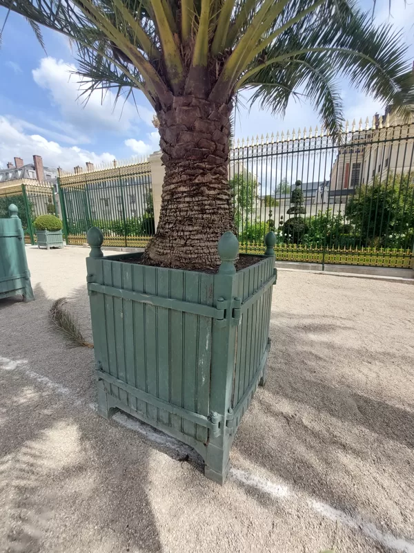 Versaille tree boxes