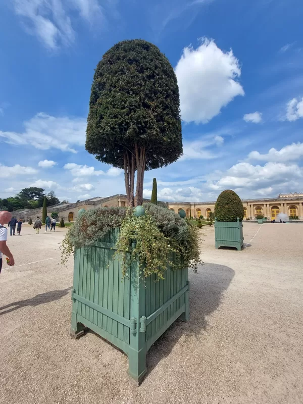 Versaille tree boxes