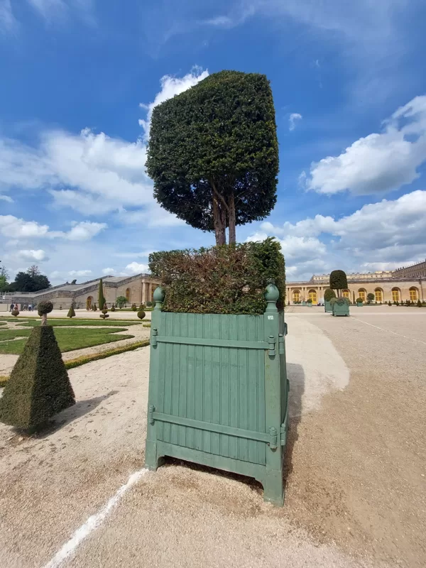 Versaille tree boxes