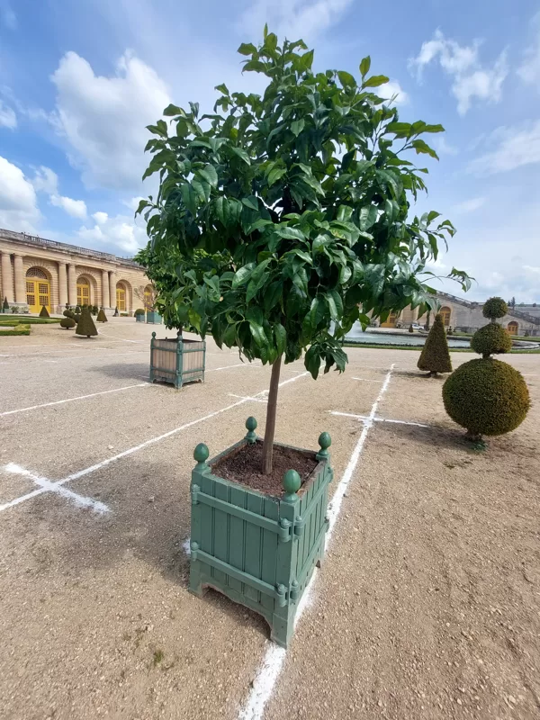 JARDINS DU ROI SOLEIL produces and markets the Château de Versailles orange-tree box, a pa