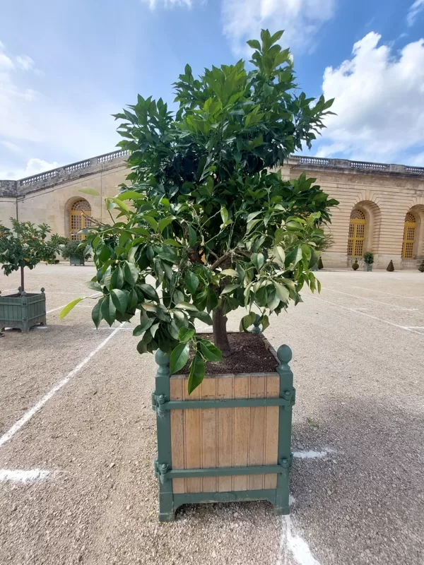 JARDINS DU ROI SOLEIL produces and markets the Château de Versailles orange-tree box, a pa