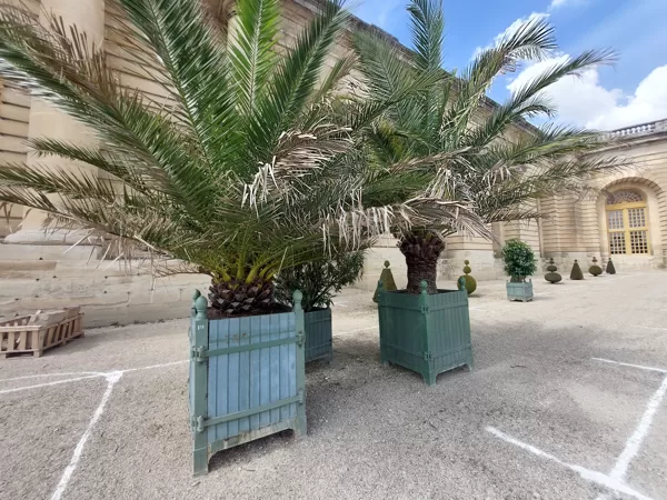 Versaille tree boxes