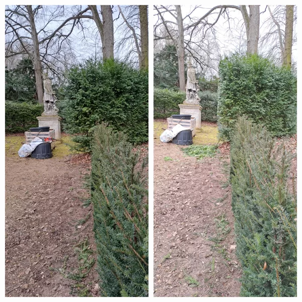 Yew - Taxus baccata