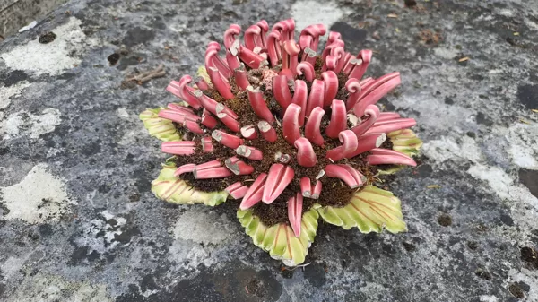Ceramic flowers