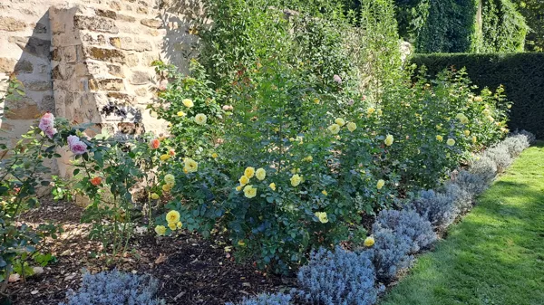 Roses near Kitchengarden