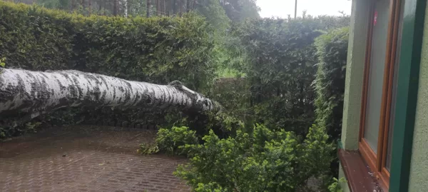 Avārijas koku zāģēšana
