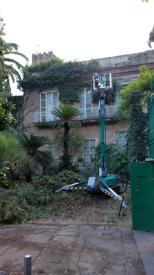 House/wall cleaning from plants