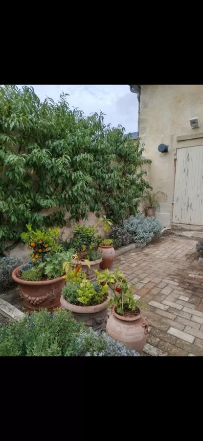 Kitchen garden 2022