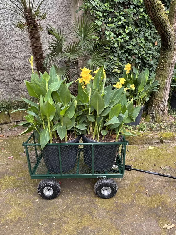 Canna indica "Cannova Yellow"
