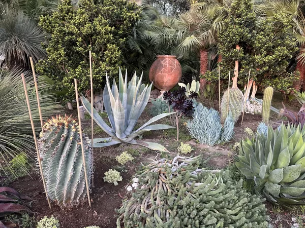 Succulent collection Astor 05-2024