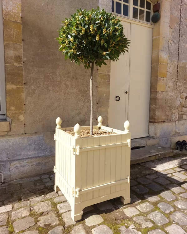 Versaille tree boxes