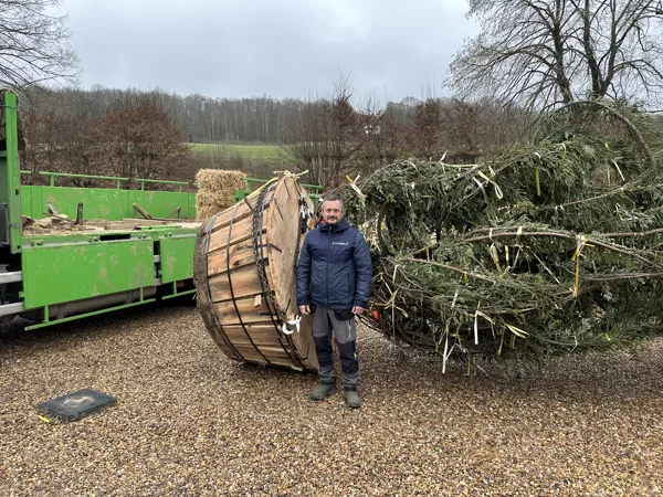 Big tree planting services