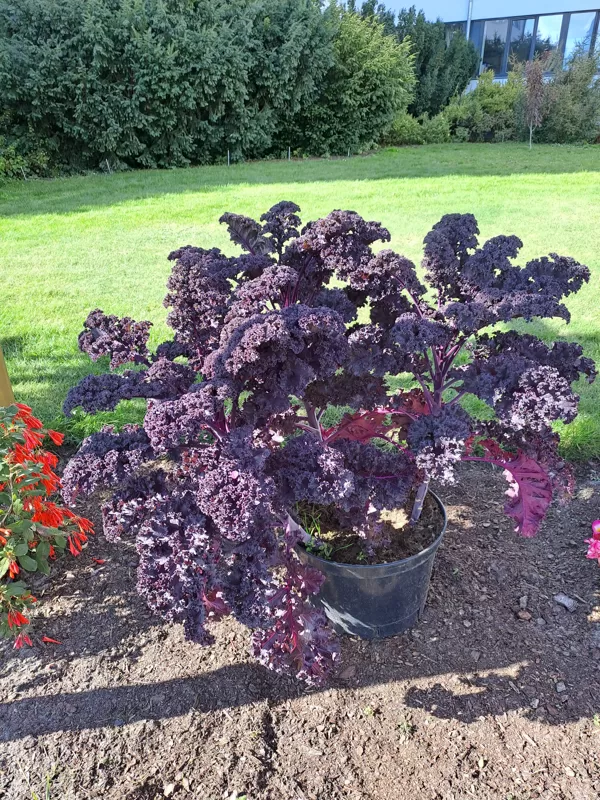 Brassica olerace, Wild cabbage (eng.)