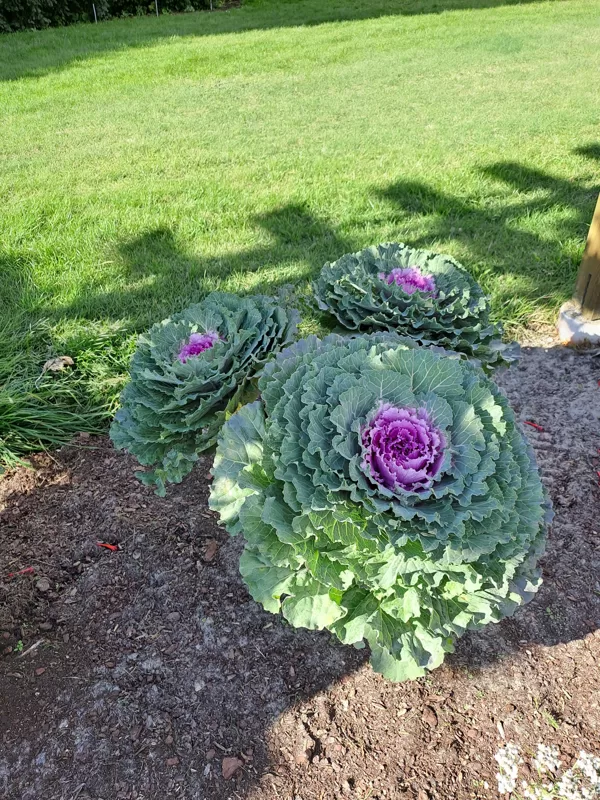 Brassica olerace, Wild cabbage (eng.)