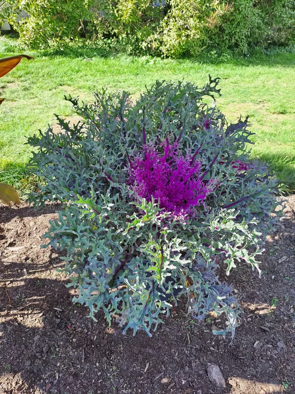 Brassica olerace, Wild cabbage (eng.)