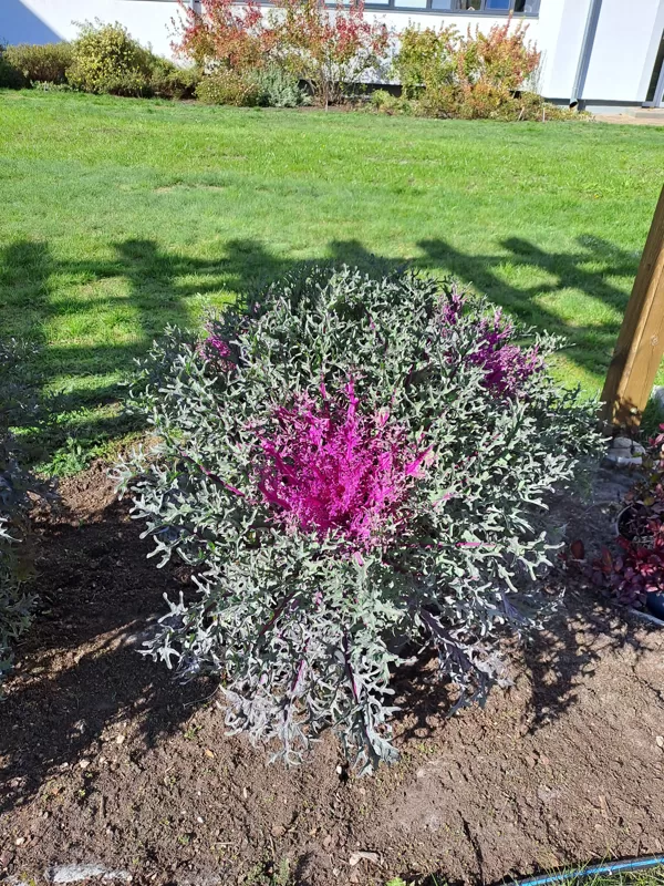 Brassica olerace, Wild cabbage (eng.)