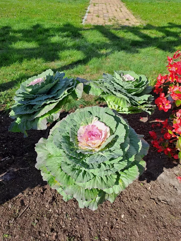 Brassica olerace, Wild cabbage (eng.)