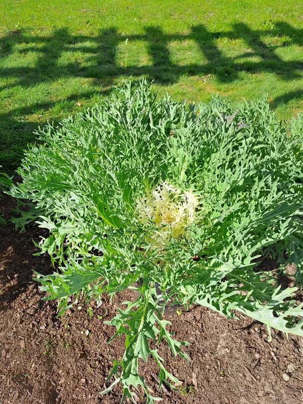 Brassica olerace, Wild cabbage (eng.)