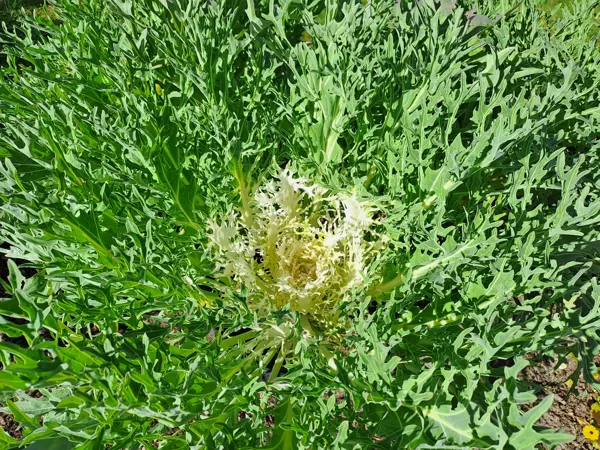Brassica olerace, Wild cabbage (eng.)