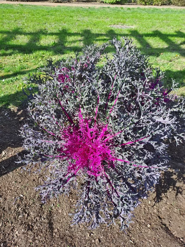 Brassica olerace, Wild cabbage (eng.)