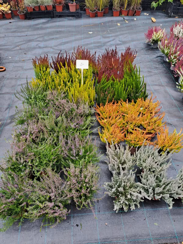 Calluna vulgaris, Heather (eng.)