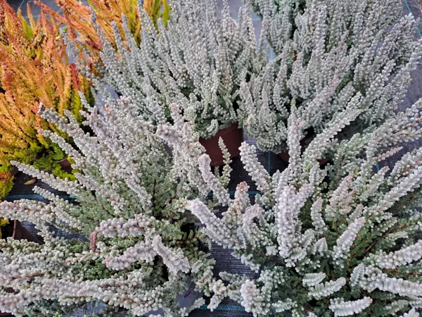 Calluna vulgaris, Heather (eng.)