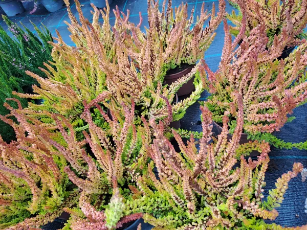 Calluna vulgaris, Heather (eng.)