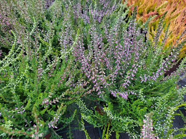 Calluna vulgaris, Heather (eng.)
