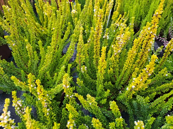 Calluna vulgaris, Heather (eng.)