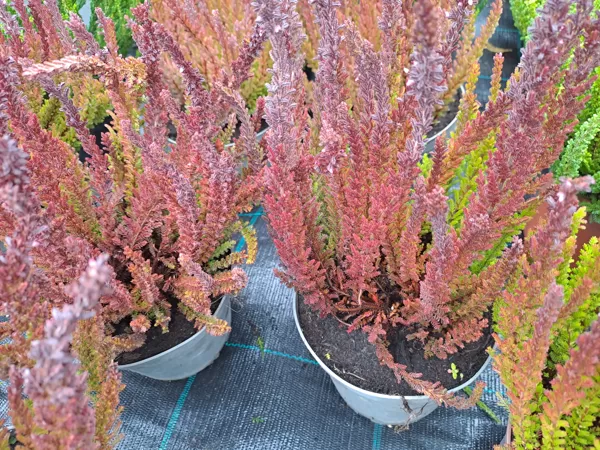 Calluna vulgaris, Heather (eng.)