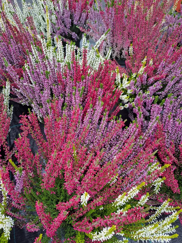 Calluna vulgaris, Heather (eng.)