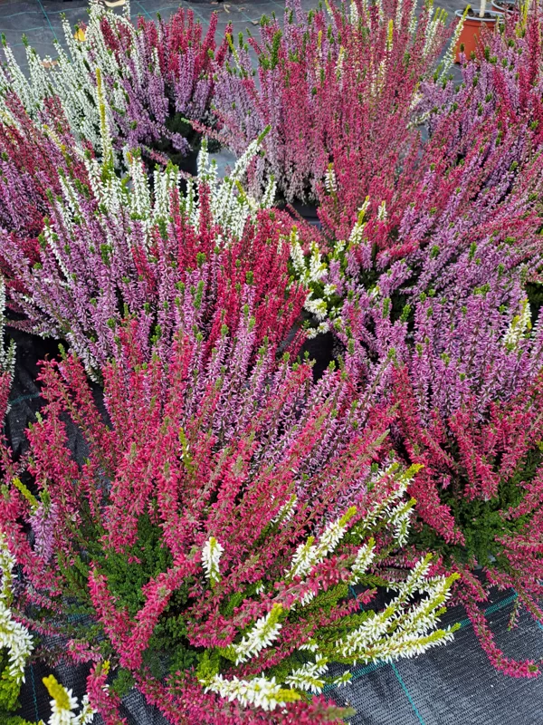 Calluna vulgaris, Heather (eng.)