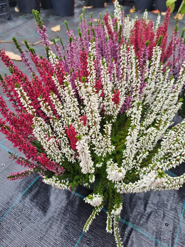 Calluna vulgaris, Heather (eng.)